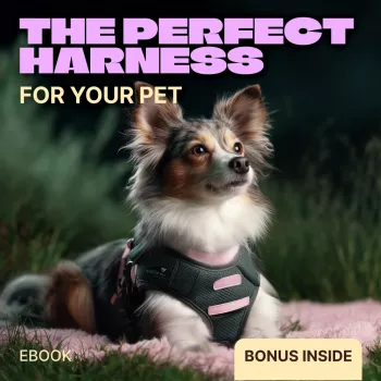 H-Style vs Y-Shaped Dog Harness: Best for Comfort?